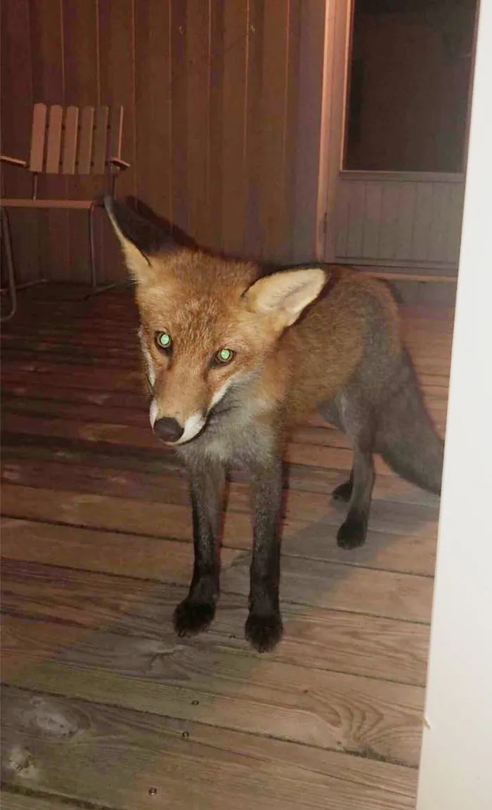 Este zorro ha aparecido en mi puerta, en mitad de las noche