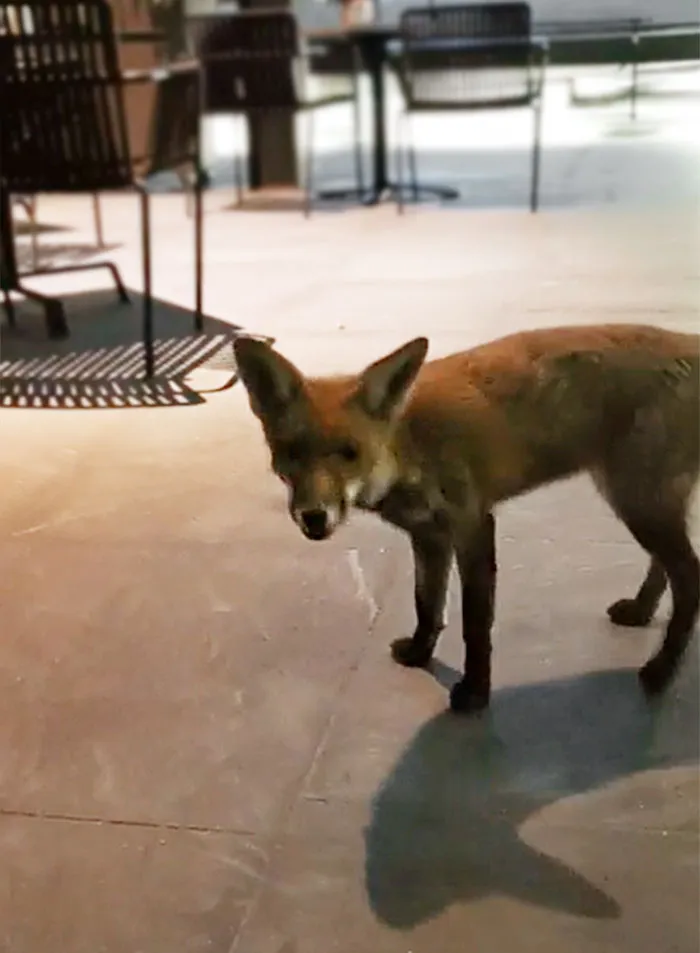 Pequeño visitante