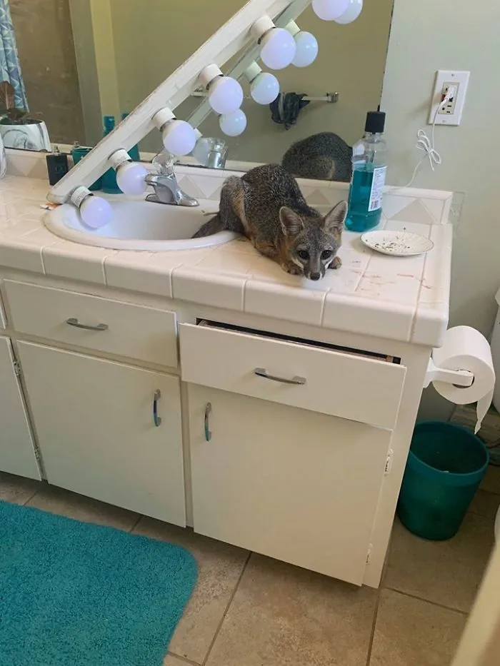 Our Humane Officer Was Called Out To Ocean Beach Yesterday Because A Resident There Reported A Critter Had Gotten Into Her House. The Resident’s Dog Was Playing With An Unknown Animal, Who Ended Up Running Into The House