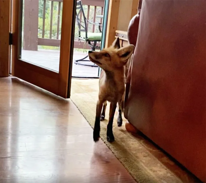 Do You Get Visitors Like This? I Love Our Local Foxes