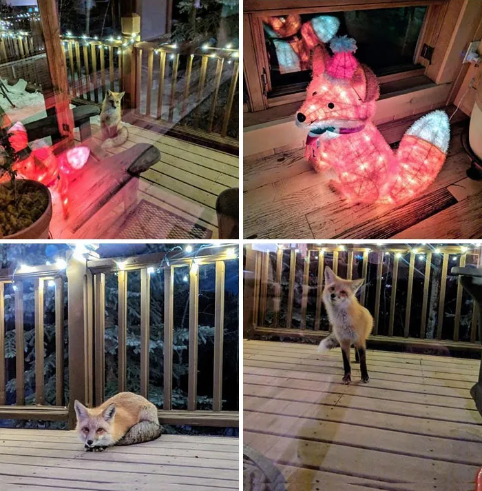 I Think Someone Has A Crush On My Christmas Light Decoration
