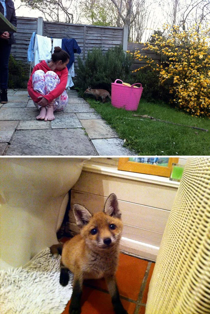 What Happens When Foxes Live In Your Garden