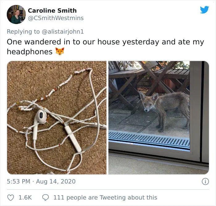 One Wandered In To Our House Yesterday And Ate My Headphones