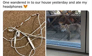 26 People Who Found Foxes In Their Houses And Shared Pics Online