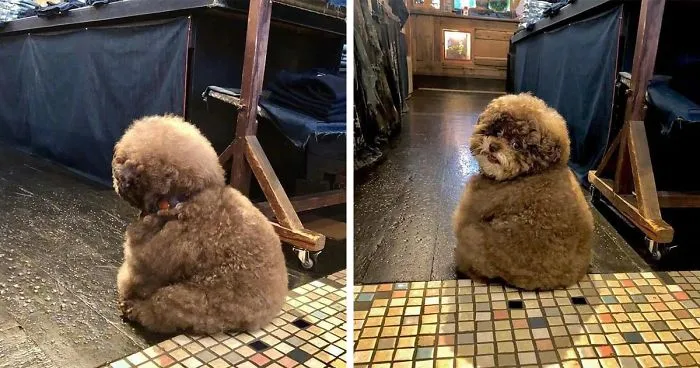Este esponjoso caniche se ha vuelto viral por sus expresiones casi humanas
