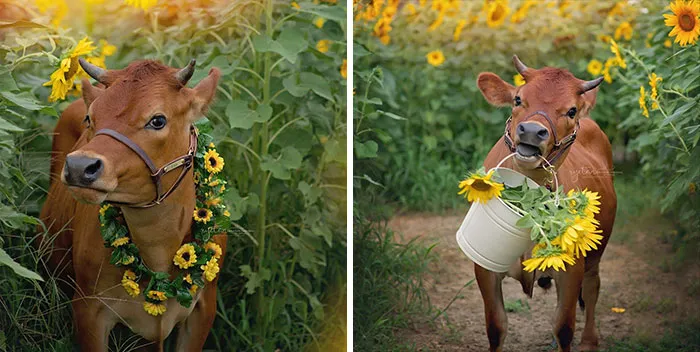 Let’s Take A Moment To Appreciate This Lovely Cow