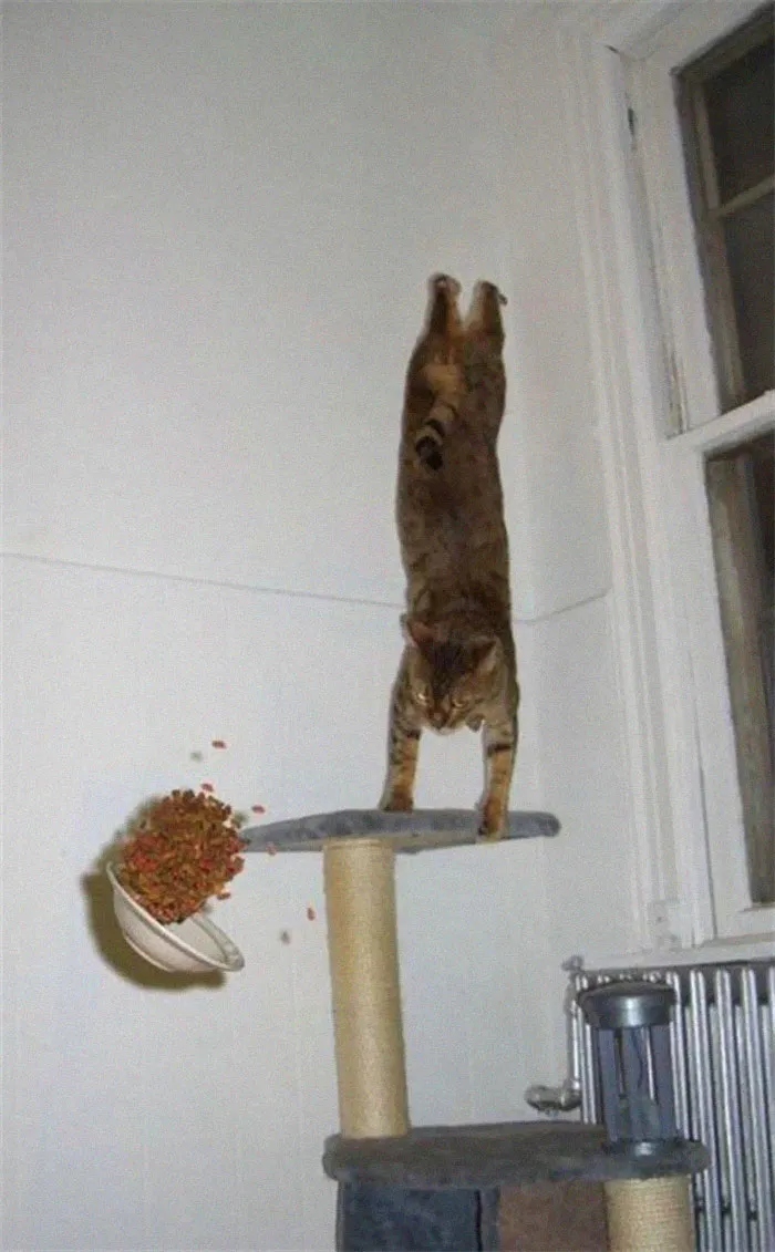 40 Cats Who Decided That Disobeying Their Owners Is Not Enough So They Defied The Laws Of Physics As Well