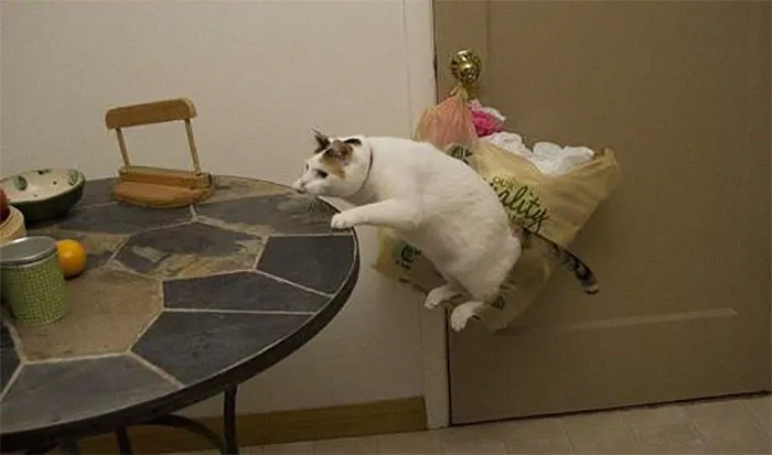 40 Gatos que no solo desobedecen a sus dueños, también las leyes de la física