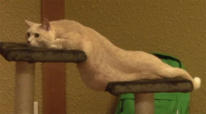 40 Gatos que no solo desobedecen a sus dueños, también las leyes de la física