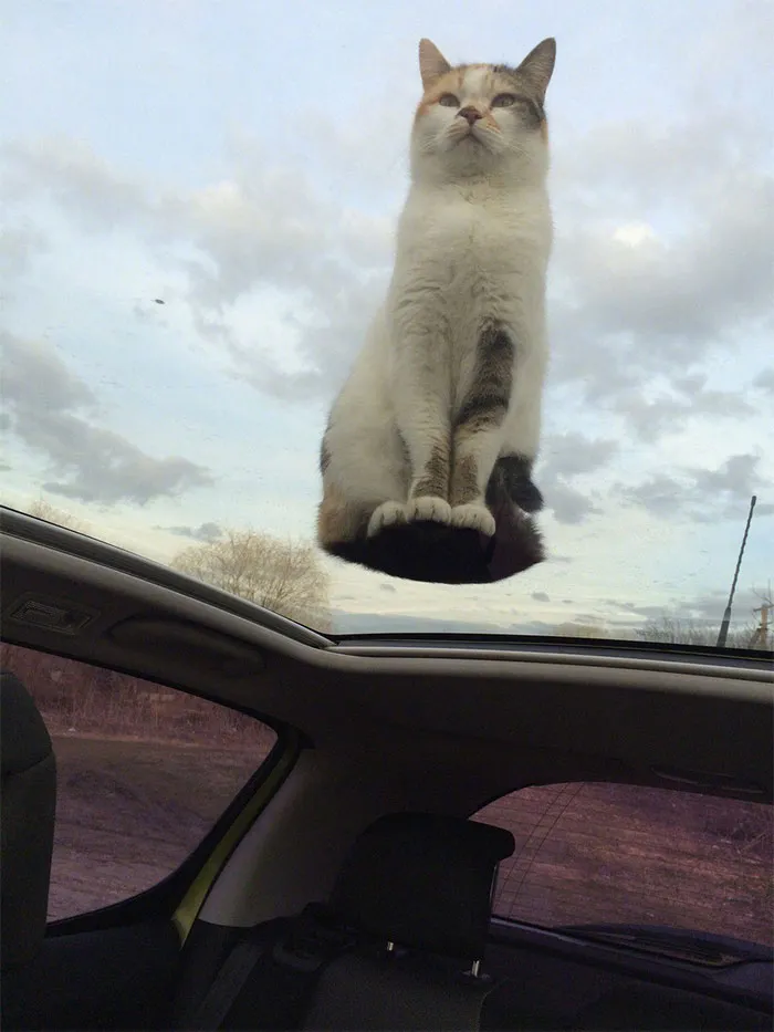40 Cats Who Decided That Disobeying Their Owners Is Not Enough So They Defied The Laws Of Physics As Well