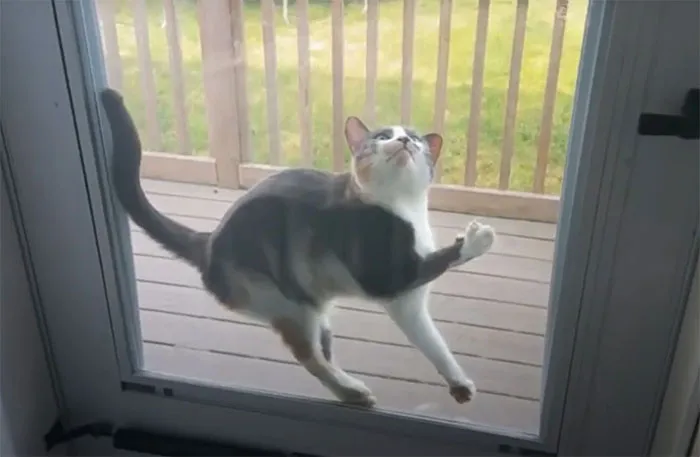 40 Gatos que no solo desobedecen a sus dueños, también las leyes de la física