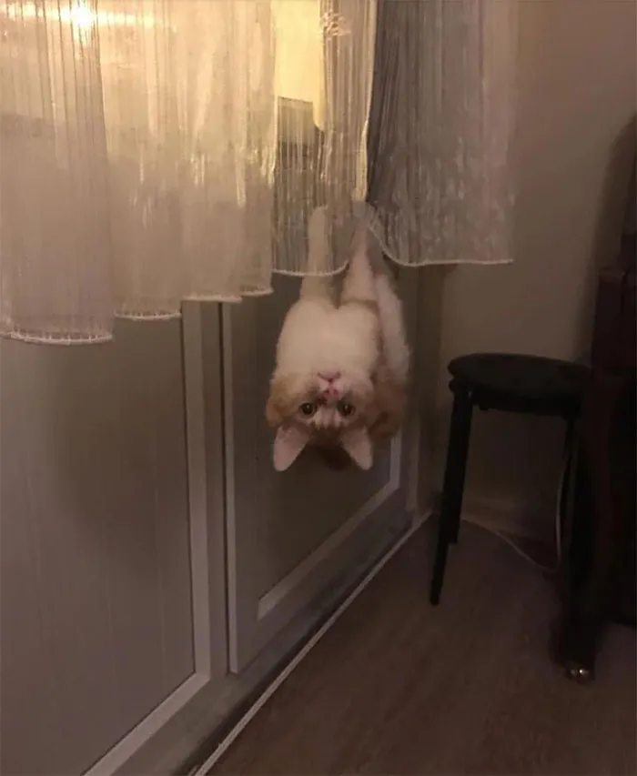 40 Cats Who Decided That Disobeying Their Owners Is Not Enough So They Defied The Laws Of Physics As Well