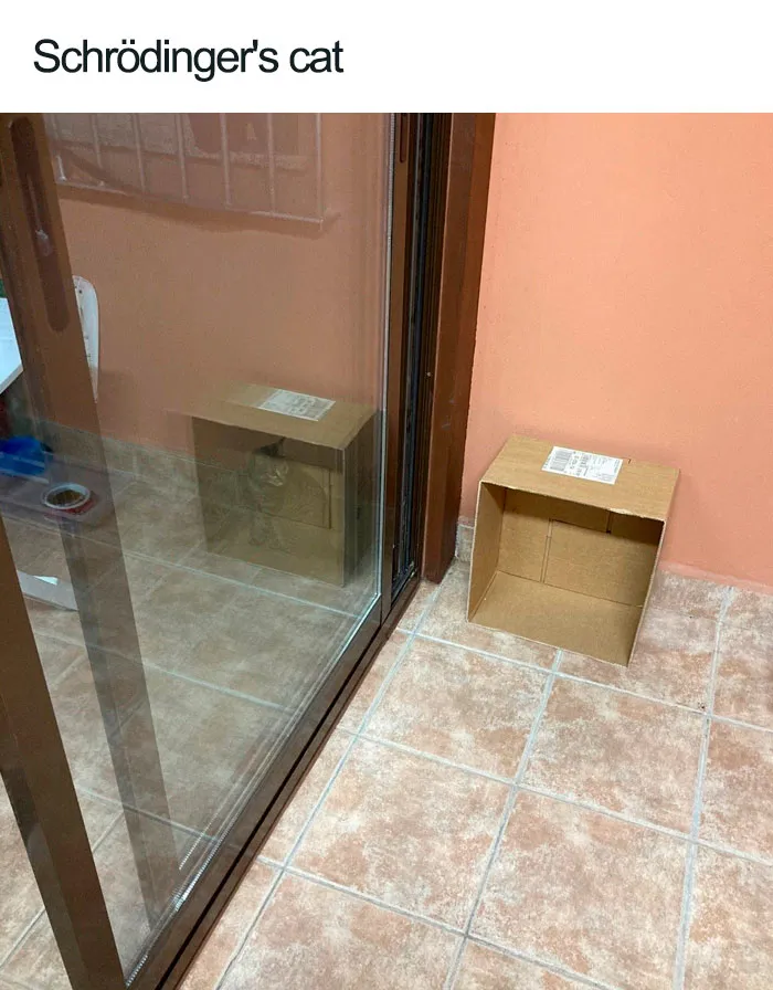 40 Cats Who Decided That Disobeying Their Owners Is Not Enough So They Defied The Laws Of Physics As Well