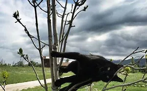 40 Cats Who Decided That Disobeying Their Owners Is Not Enough So They Defied The Laws Of Physics As Well