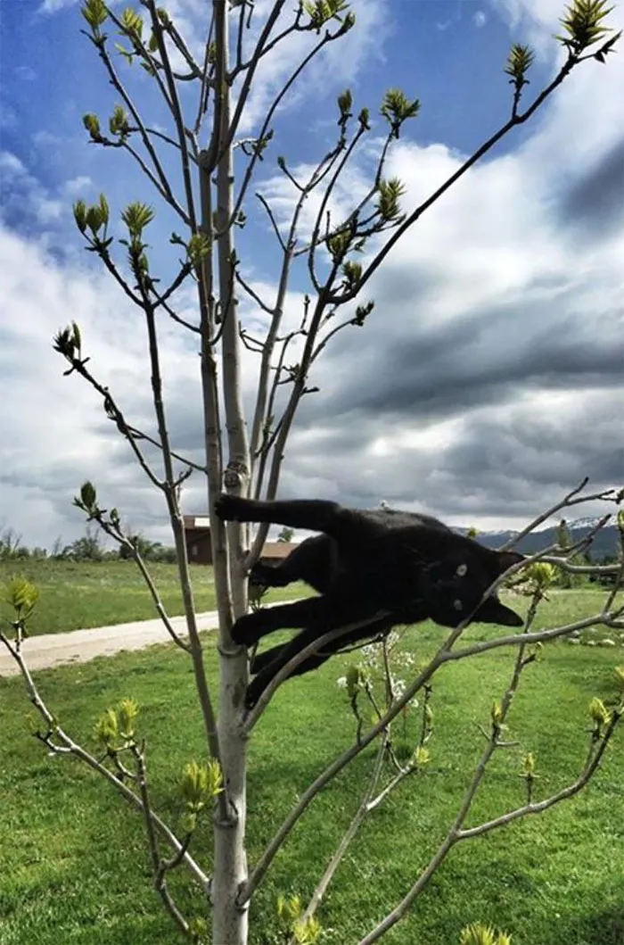 40 Cats Who Decided That Disobeying Their Owners Is Not Enough So They Defied The Laws Of Physics As Well