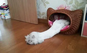 40 Cats Who Decided That Disobeying Their Owners Is Not Enough So They Defied The Laws Of Physics As Well