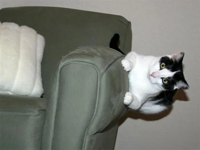 40 Cats Who Decided That Disobeying Their Owners Is Not Enough So They Defied The Laws Of Physics As Well