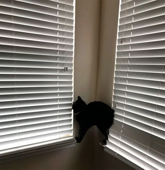 40 Gatos que no solo desobedecen a sus dueños, también las leyes de la física