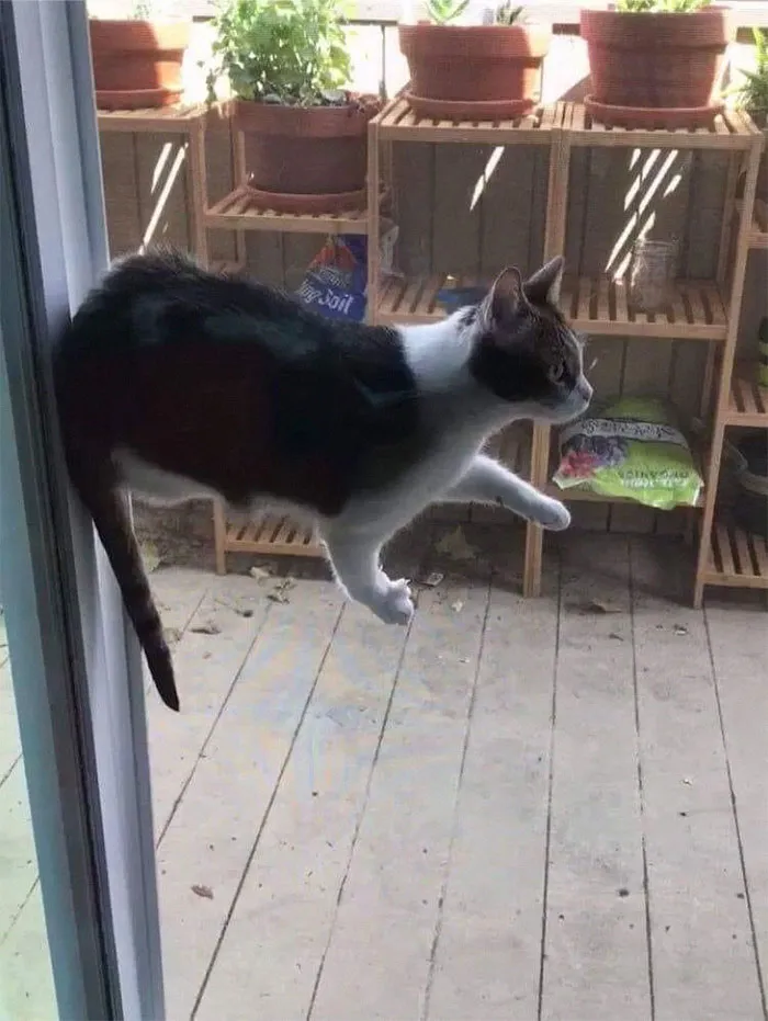 40 Cats Who Decided That Disobeying Their Owners Is Not Enough So They Defied The Laws Of Physics As Well