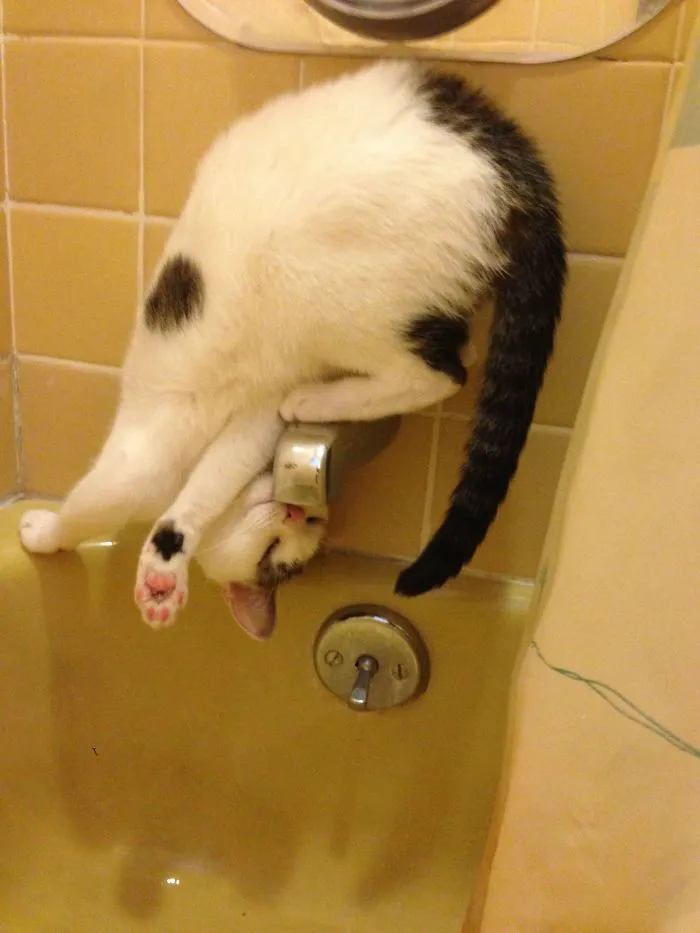 40 Cats Who Decided That Disobeying Their Owners Is Not Enough So They Defied The Laws Of Physics As Well