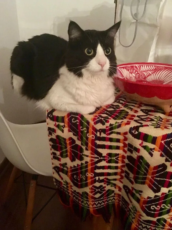 40 Cats Who Decided That Disobeying Their Owners Is Not Enough So They Defied The Laws Of Physics As Well