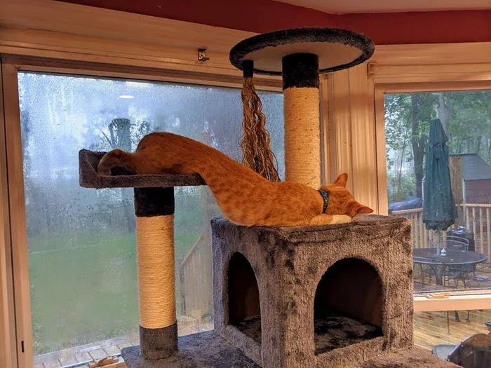 40 Cats Who Decided That Disobeying Their Owners Is Not Enough So They Defied The Laws Of Physics As Well