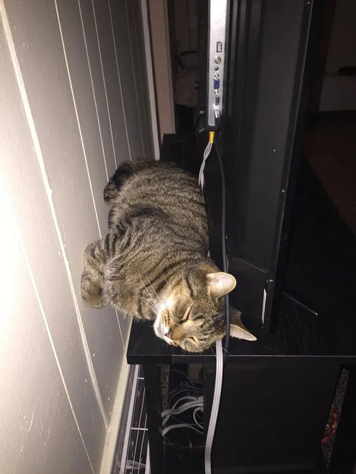 40 Gatos que no solo desobedecen a sus dueños, también las leyes de la física