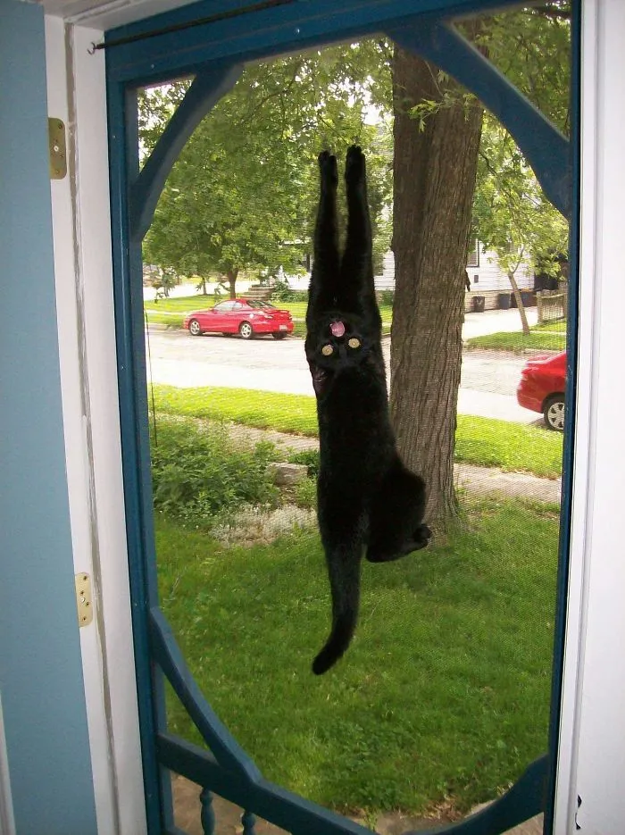40 Cats Who Decided That Disobeying Their Owners Is Not Enough So They Defied The Laws Of Physics As Well