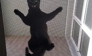40 Cats Who Decided That Disobeying Their Owners Is Not Enough So They Defied The Laws Of Physics As Well
