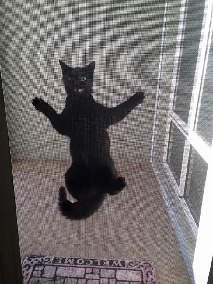 40 Cats Who Decided That Disobeying Their Owners Is Not Enough So They Defied The Laws Of Physics As Well
