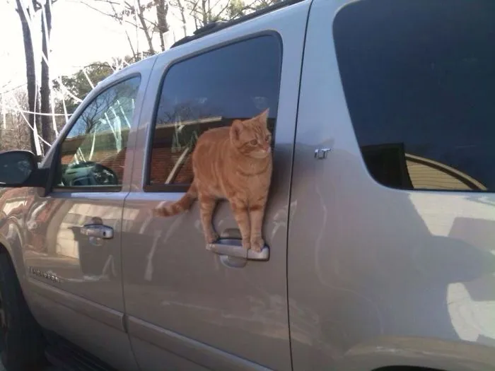 40 Gatos que no solo desobedecen a sus dueños, también las leyes de la física