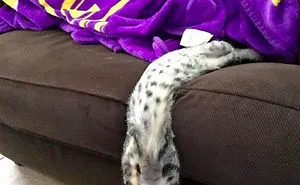 40 Cats Who Decided That Disobeying Their Owners Is Not Enough So They Defied The Laws Of Physics As Well