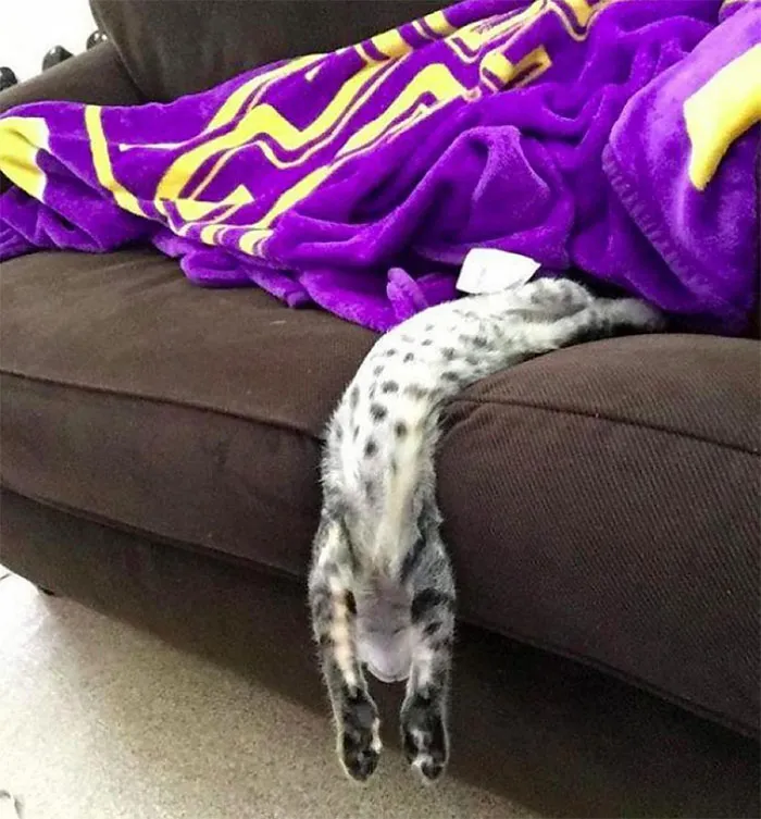 40 Cats Who Decided That Disobeying Their Owners Is Not Enough So They Defied The Laws Of Physics As Well