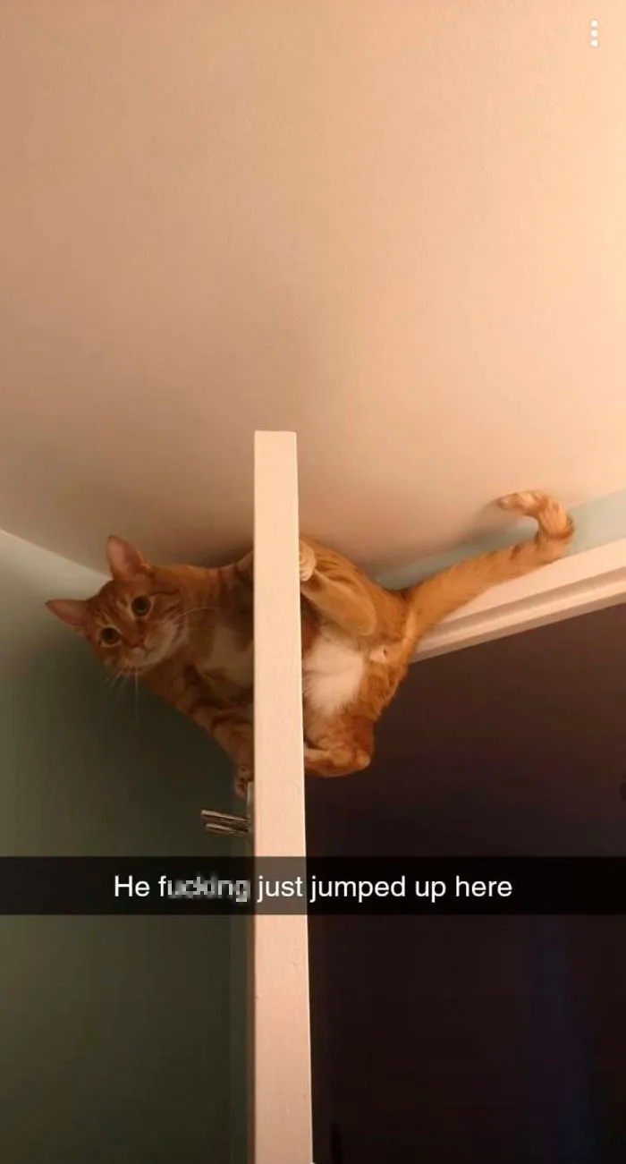 40 Cats Who Decided That Disobeying Their Owners Is Not Enough So They Defied The Laws Of Physics As Well