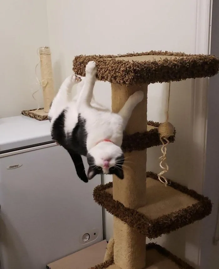 40 Gatos que no solo desobedecen a sus dueños, también las leyes de la física