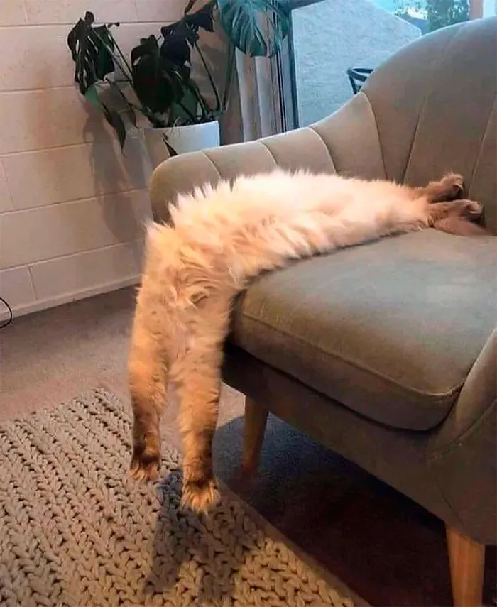 40 Gatos que no solo desobedecen a sus dueños, también las leyes de la física