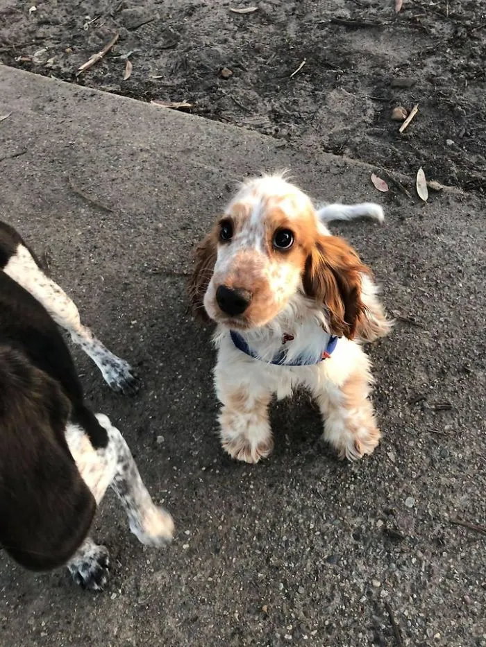 I Think This Is What Is Meant By Puppy Dog Eyes