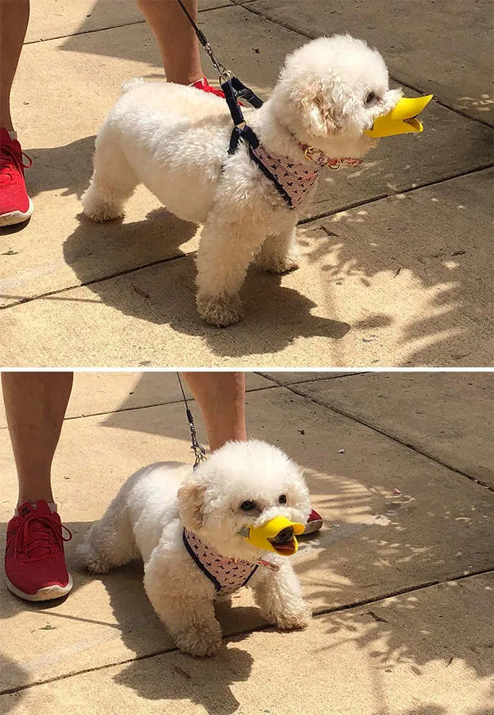 Sé que esto es para perros, pero he visto este pato y tenía que compartirlo