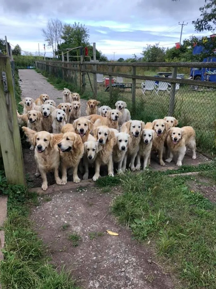 A Golden Gate Of Good Boys And Girls