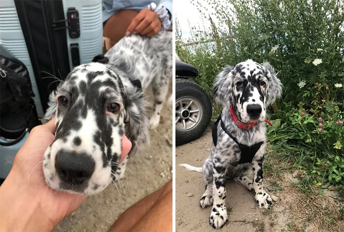 No sé si es un perro o una vaca