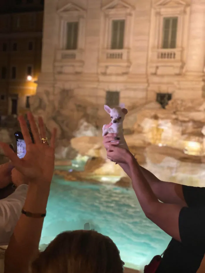 Perrito en la fontana de Trevi
