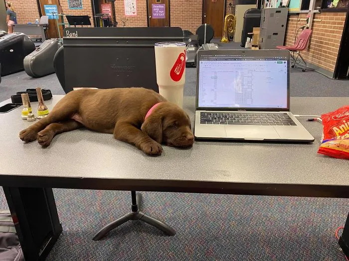 Coworker Left His Baked Pawtato On My Desk