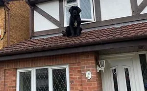 'Dogspotting' Is A Group Where People Share Only The Best, Unexpected Encounters With Dogs (50 Pics)