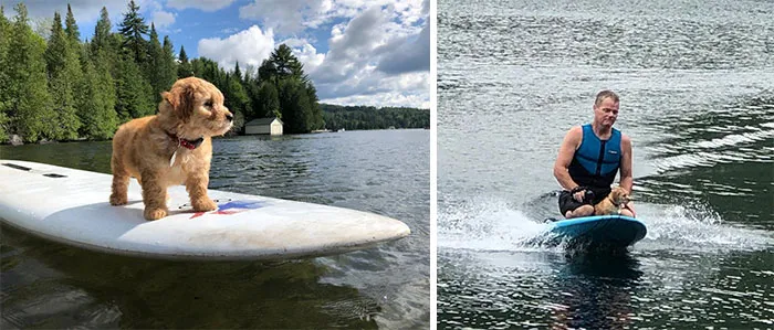Perrito haciendo surf