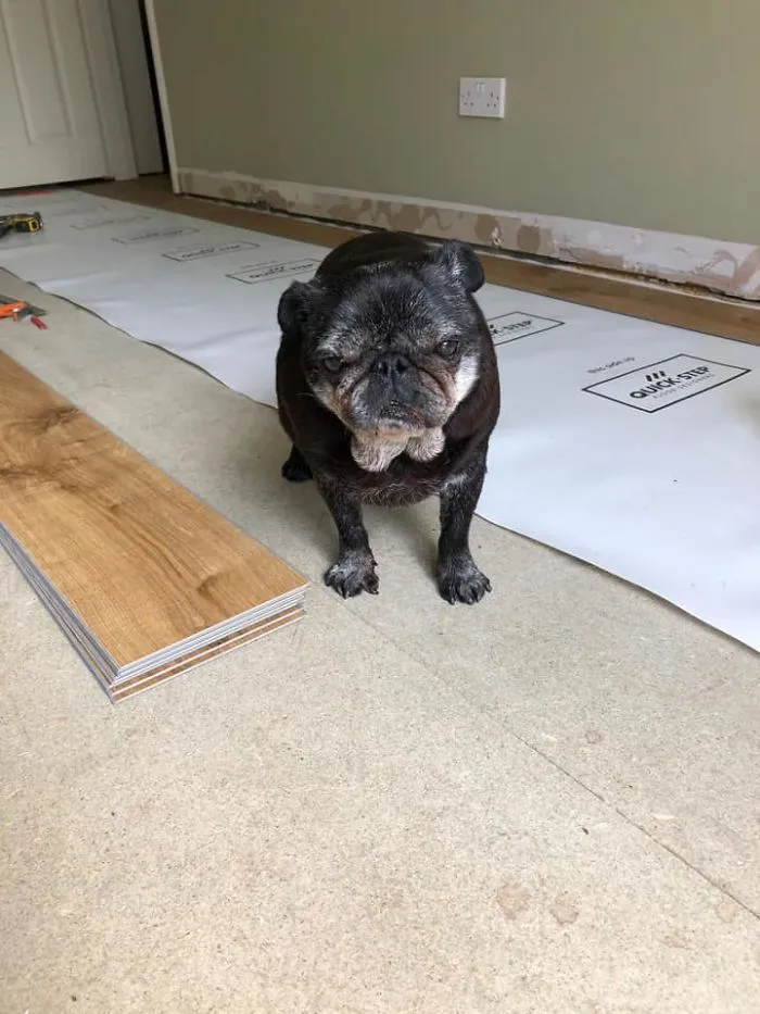 Renovando el suelo en esta casa y me supervisa Bob, de 16 años