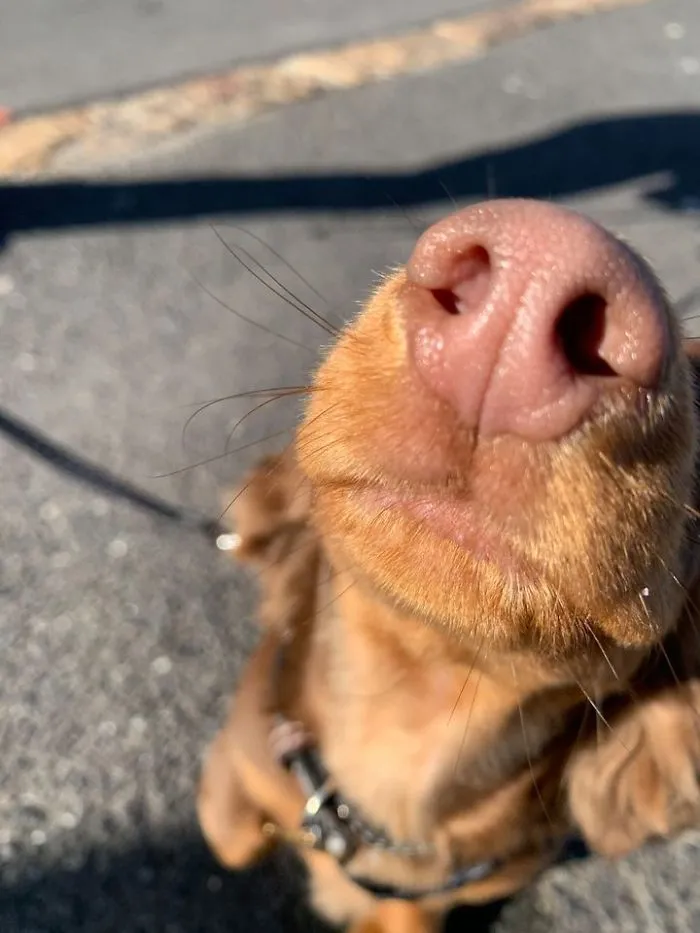 Se me acercó este perro y le intenté hacer una foto