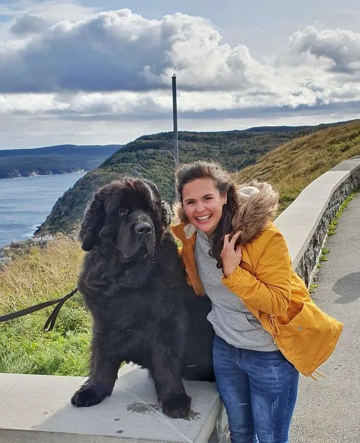 I Found A Newfoundland In Newfoundland!
