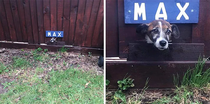 My Friend Moved Into A New House And Right Around The Corner Was This Guy!  We Saw A Tiny Hole With A Name Above And Figured It Was A Doggy Lookout, So We Called The Name And This Wee Face Popped Up  His Owners Had Made A Space In The Fence For Him To Say Hi To People Walking Past