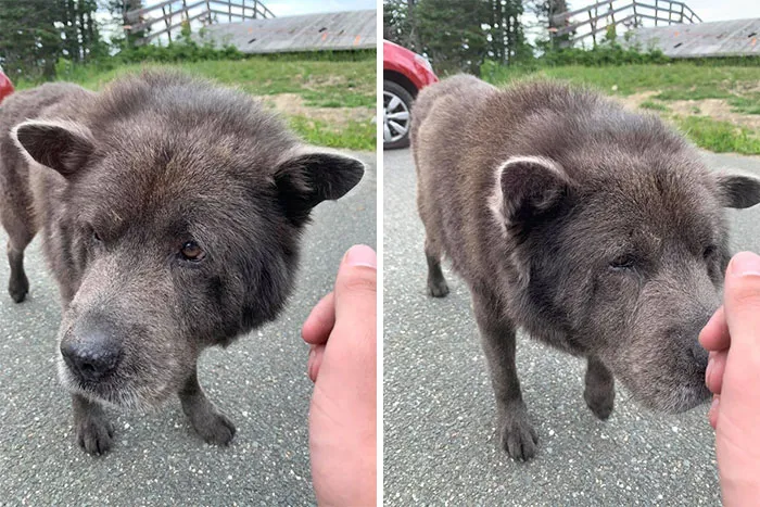 Met This 14 Year Old Wolf At The Top A Mountain ! His Name Is Shadow