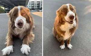 'Dogspotting' Is A Group Where People Share Only The Best, Unexpected Encounters With Dogs (50 Pics)